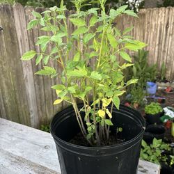 Tomatoes  Plants
