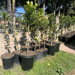 citrus trees 