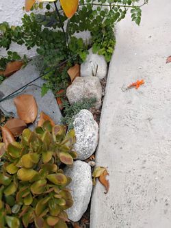 Landscape rocks