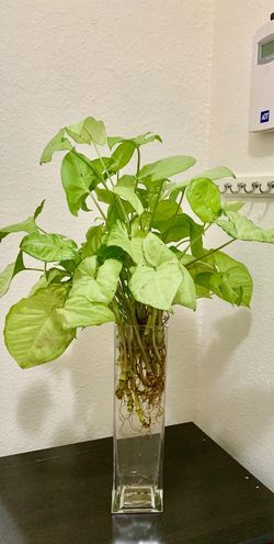 Plant in water with Glass Vase