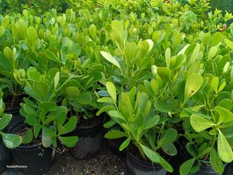 Clusia privacy hedge plants 3gl $4.50