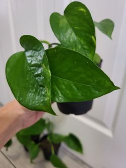 🌿Healthy Live Air Purifying Houseplant Pothos In Pot 4" ~ $5/Ea