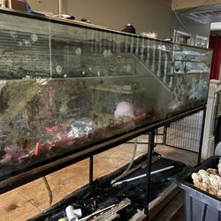 250 Gallon Glass Tank