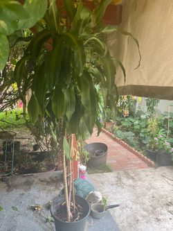 planta tiene  5.5’ alta