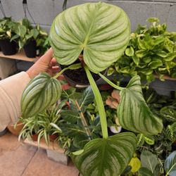 Philodendron pastazanum 'silver'