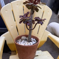 Succulents In A Clay Pot 