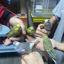 Parakeet's For Sale