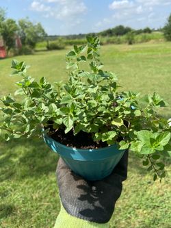 Oregano Herb Plant 🌱