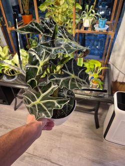 Alocasia Polly