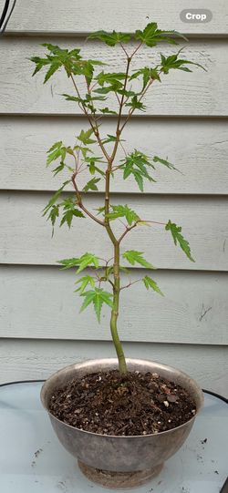 Bonsai JapanMaple 18 inches