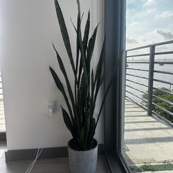 Indoor Outdoor Plant  Snake Plant
