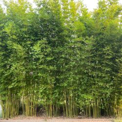 Clumping Bamboo for Privacy ~ Bambusa ilis 'Gracilis'