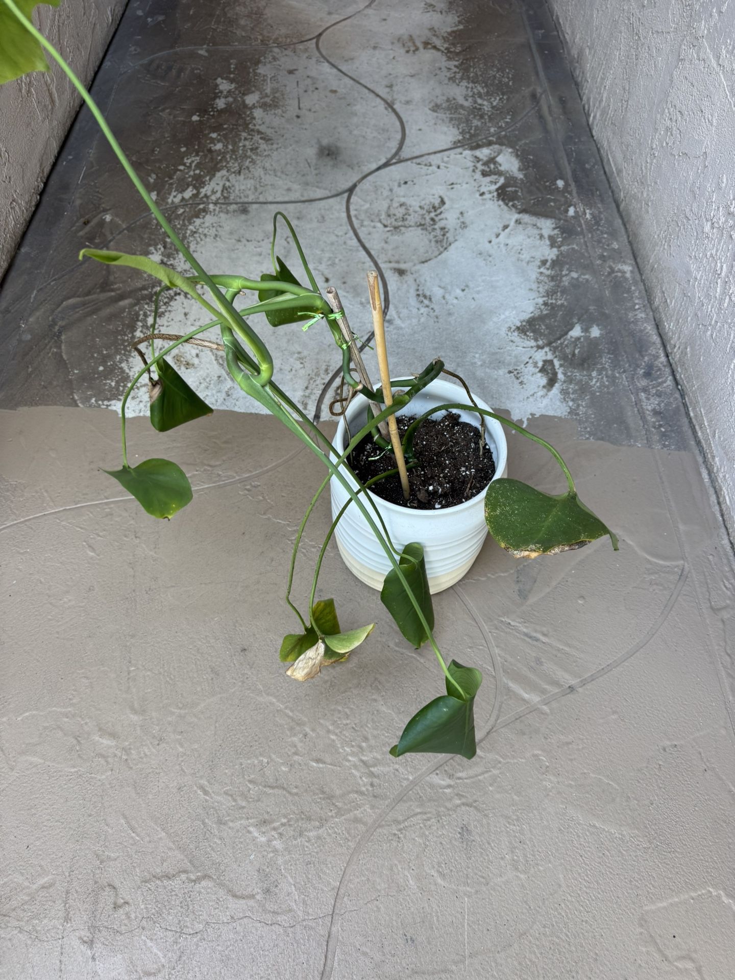 Pothos Plant And Pot