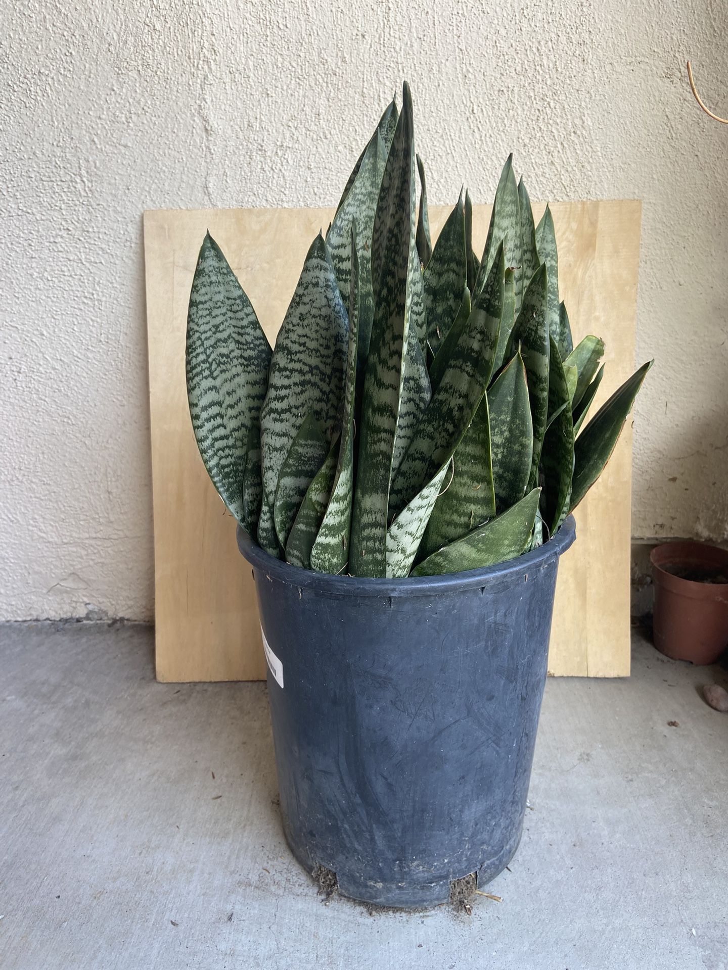 Snake Plants 5 Gallons Pot (Have a lot of pots)