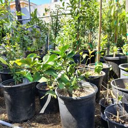 Eureka lemon 5 gallon