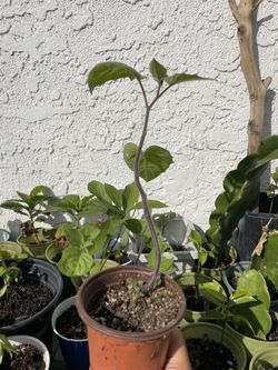 Ground Cherries / Golden Berries 