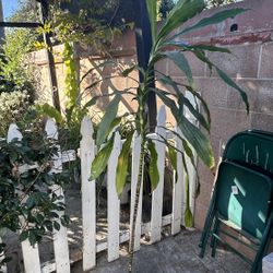 Large Corn Plant (mass cane)