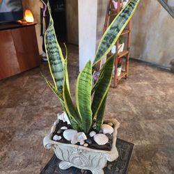Sansevieria Snake Plants In New Ceramic Pot With Shells And Stones 