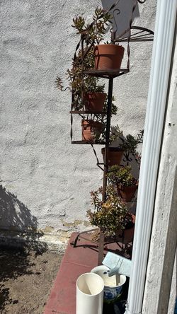 Succulents