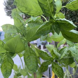 albahaca/basil
