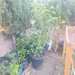 Planta De Mora Negra 