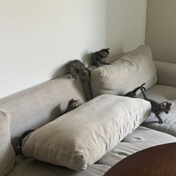 Couch , Rug