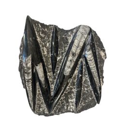 6" x 6" Fossil Orthoceras Plate Plaque Squid Cephalopod Polished Stone Black