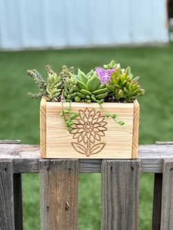 Succulent Arrangement