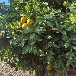 Ya Hay Naranjas agrias