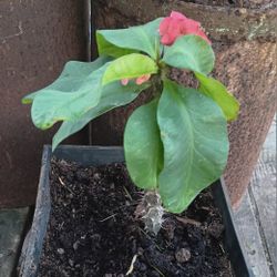 Big Corona De Cristo Plant