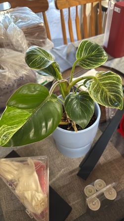 Philodendron Birkin