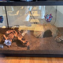 Snake Tank