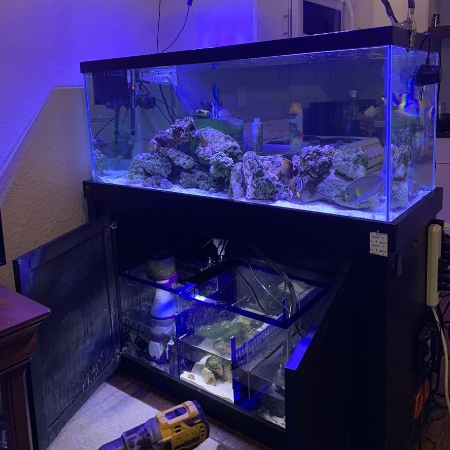 75 Gallon Saltwater Aquarium