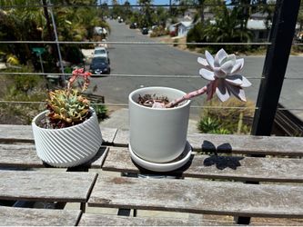 Succulent looking for a good home!