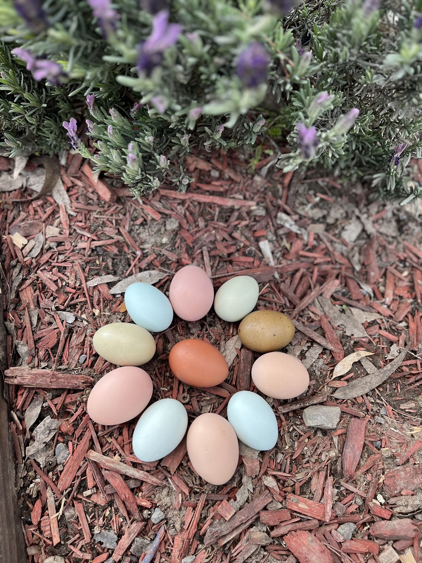 Farm Fresh Eggs 🍳 Hand Picked Everyday