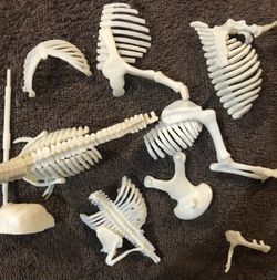 Dinosaur Fossil Skeleton