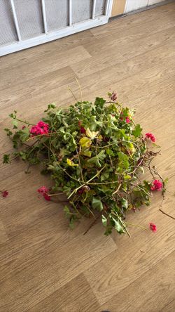 Free geranium