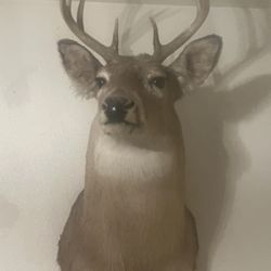 White Tail Mount