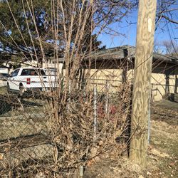 Stump Tree 🪵🪵🪵🪵🌳🌳