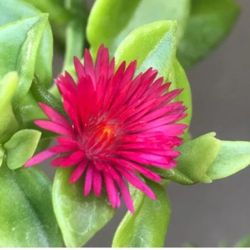 Mesembryanthemum cordifolium And Mother Of Thousands...plants