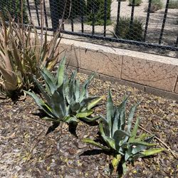 Blue Agave Plants