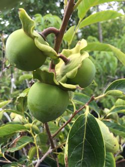 5 Gallon Size- Persimmon Trees- Passionfruit Vines- Almond Trees- Strawberry Guava Trees- Moringa Trees- Sapote Trees- Tiger Fig Trees- Jujube Trees-