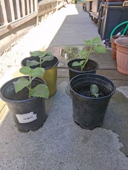 They need a home