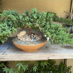 Bonsai Plants Many To Choose From $65 Each Firm