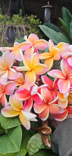 Plumeria Plant