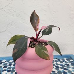 Pink Princess Plant In Pink Pot