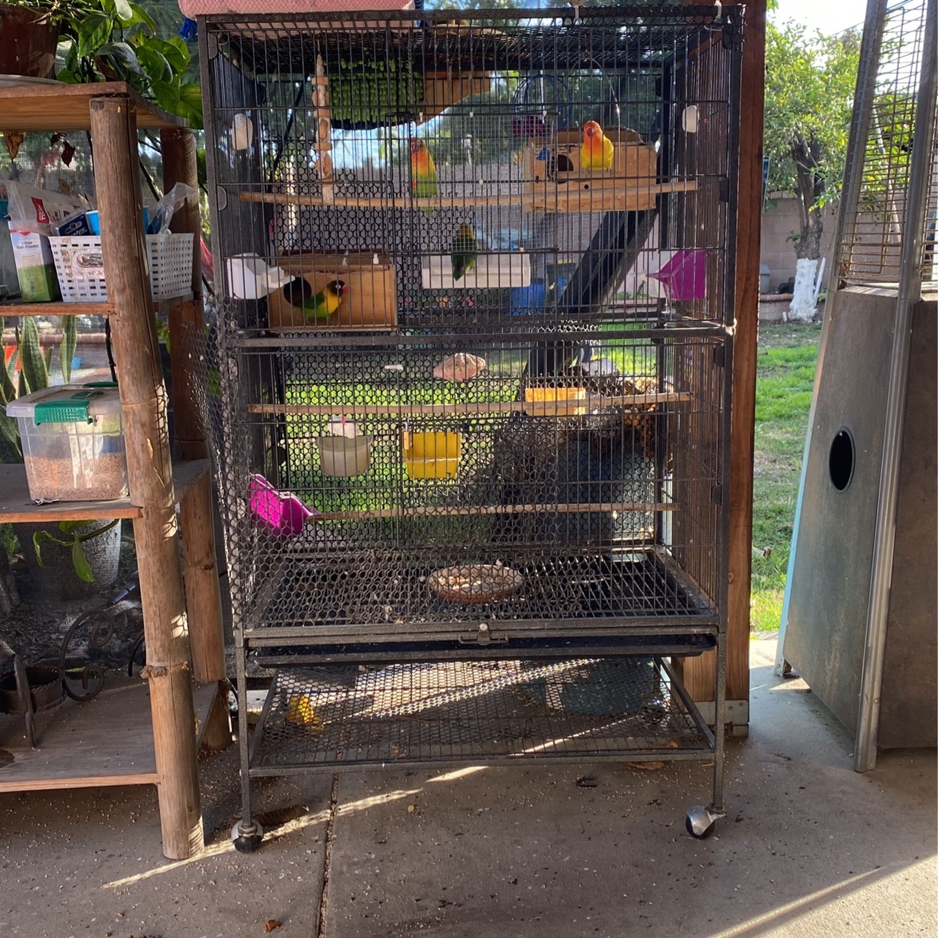 Bird Cage
