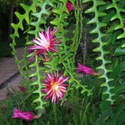$5 | Very Fragrant Ric Rac Cactus | Zig Zag Cactus | Fishbone Cactus | Rooted | Flowering 