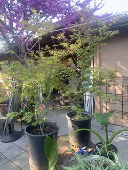 Japanese Maples 4 Feet Tall 5 Gallons