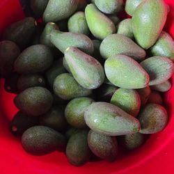 Aguacates/ Avocados